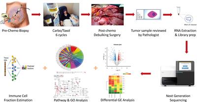 Immunological modifications following chemotherapy are associated with delayed recurrence of ovarian cancer